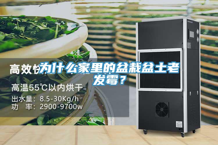 為什么家里的盆栽盆土老發(fā)霉？