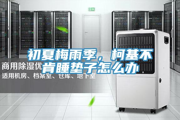 初夏梅雨季，柯基不肯睡墊子怎么辦