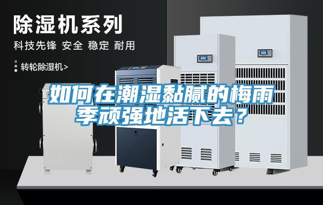 如何在潮濕黏膩的梅雨季頑強(qiáng)地活下去？