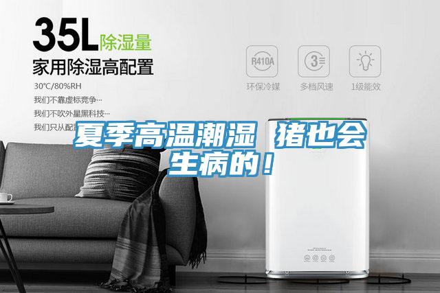 夏季高溫潮濕 豬也會生病的！