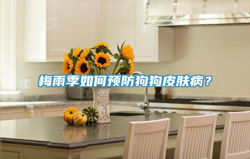梅雨季如何預(yù)防狗狗皮膚??？