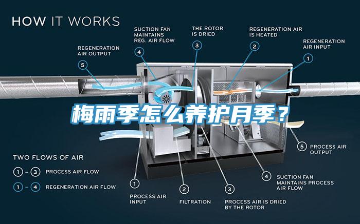 梅雨季怎么養(yǎng)護月季？
