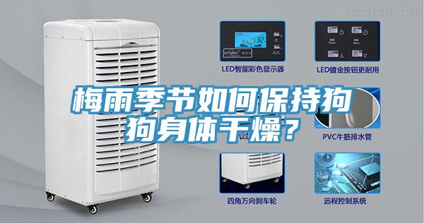 梅雨季節(jié)如何保持狗狗身體干燥？