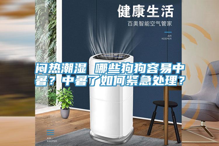 悶熱潮濕 哪些狗狗容易中暑？中暑了如何緊急處理？