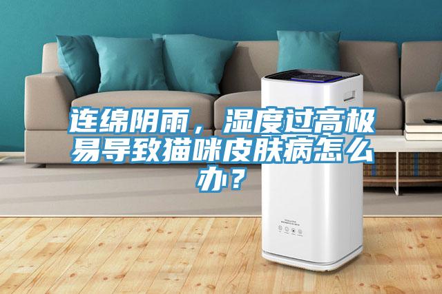 連綿陰雨，濕度過高極易導(dǎo)致貓咪皮膚病怎么辦？